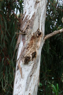 doku ve ahşap ve kabuk yapısı 