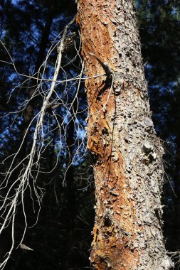 doku ve ahşap ve kabuk yapısı 