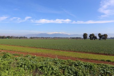 Kuzey İsrail'Doğa ve kış çiçek resimlerini kapat 
