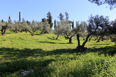 Kuzey İsrail'Doğa ve kış çiçek resimlerini kapat 