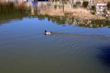 Kuzey İsrail'temiz su ile bir yapay göl kıyısında 