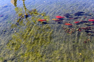 Kuzey İsrail'temiz su ile bir yapay göl kıyısında 