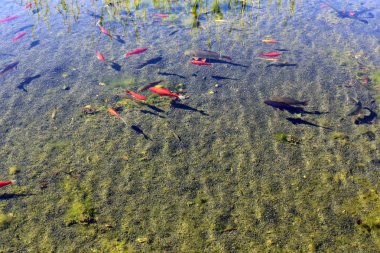 Kuzey İsrail'temiz su ile bir yapay göl kıyısında 