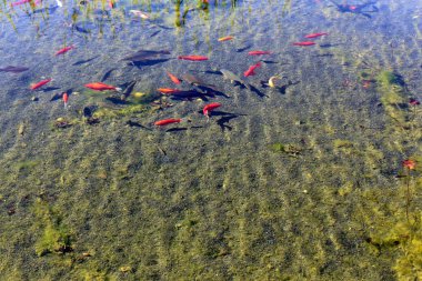Kuzey İsrail'temiz su ile bir yapay göl kıyısında 