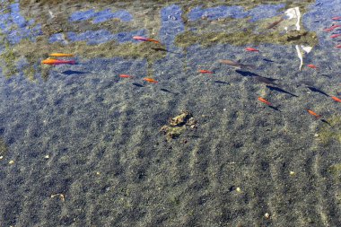 Kuzey İsrail'temiz su ile bir yapay göl kıyısında 