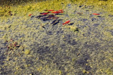 Kuzey İsrail'temiz su ile bir yapay göl kıyısında 