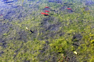 Kuzey İsrail'temiz su ile bir yapay göl kıyısında 