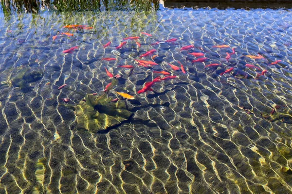 Coast Artificial Lake Fresh Water Northern Israel — Stock Photo, Image