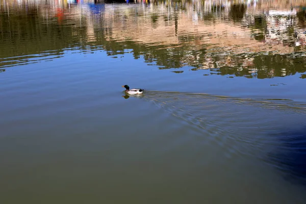 Pobřeží Umělé Jezero Čerstvou Vodou Severním Izraeli — Stock fotografie