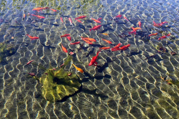 Coast Artificial Lake Fresh Water Northern Israel — Stock Photo, Image