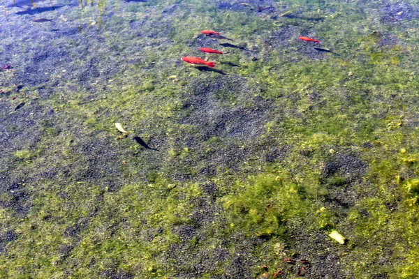 Kuzey İsrail'temiz su ile bir yapay göl kıyısında 