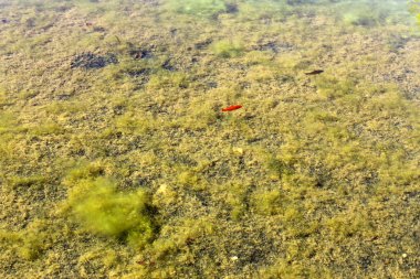 Kuzey İsrail'temiz su ile bir yapay göl kıyısında 