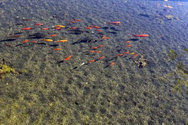 Kuzey İsrail'temiz su ile bir yapay göl kıyısında 