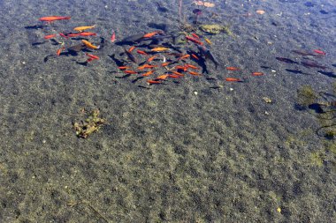 Kuzey İsrail'temiz su ile bir yapay göl kıyısında 