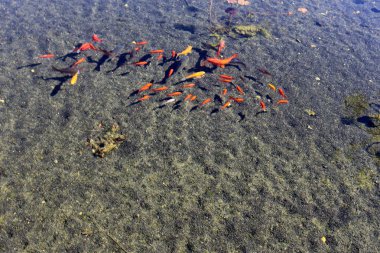 Kuzey İsrail'temiz su ile bir yapay göl kıyısında 