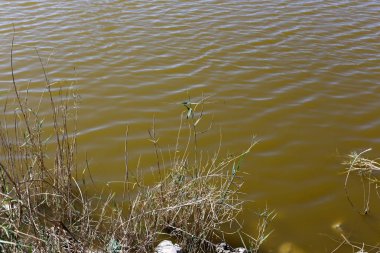 Kuzey İsrail'temiz su ile bir yapay göl kıyısında 