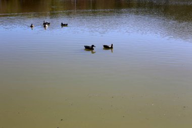 Kuzey İsrail'temiz su ile bir yapay göl kıyısında 