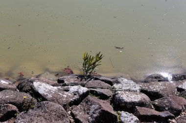 Kuzey İsrail'temiz su ile bir yapay göl kıyısında 