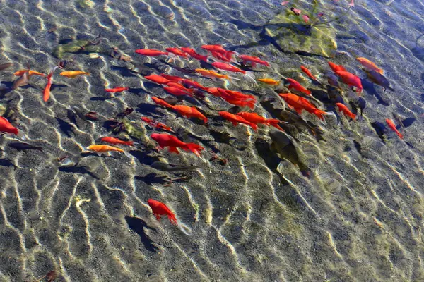 Côte Lac Artificiel Avec Eau Douce Dans Nord Israël — Photo