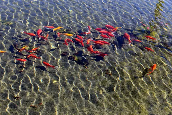 以色列北部有淡水的人工湖海岸 — 图库照片