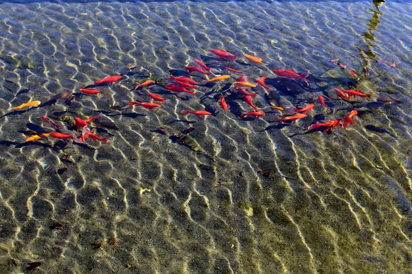 Coast Artificial Lake Fresh Water Northern Israel — Stock Photo, Image