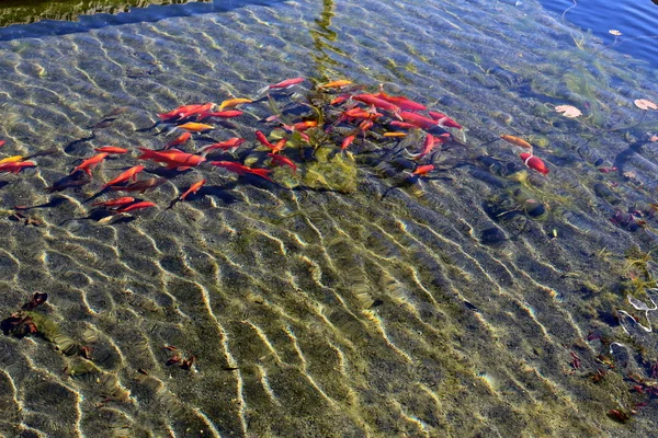 Coast Artificial Lake Fresh Water Northern Israel — Stock Photo, Image