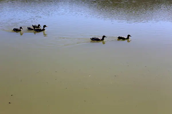 Kust Van Een Stuwmeer Met Zoet Water Noord Israël — Stockfoto