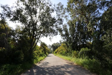 Kuzey Israil 'de bir orman yolu boyunca Mimoza Blooms 