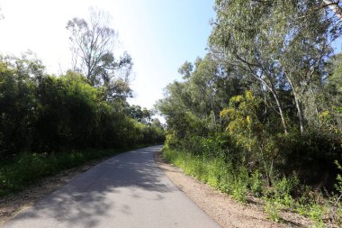 Kuzey Israil 'de bir orman yolu boyunca Mimoza Blooms 