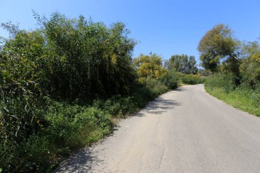 Kuzey Israil 'de bir orman yolu boyunca Mimoza Blooms 