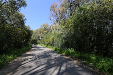 Kuzey Israil 'de bir orman yolu boyunca Mimoza Blooms 