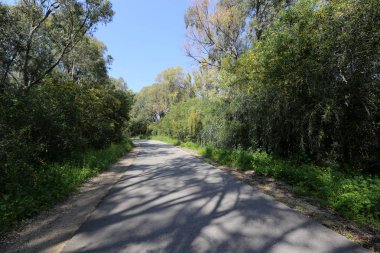 Kuzey Israil 'de bir orman yolu boyunca Mimoza Blooms 