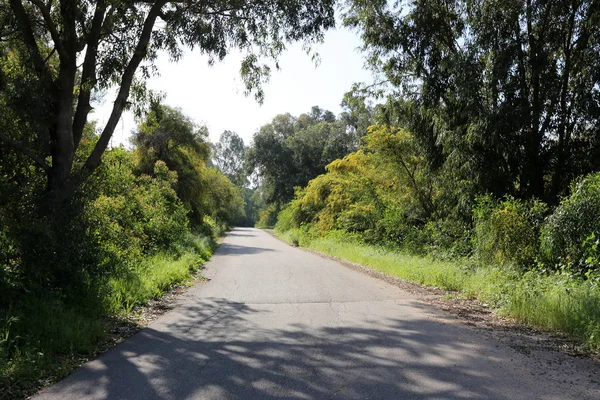 Blüht Mimosen Entlang Einer Waldstraße Nordisrael — Stockfoto