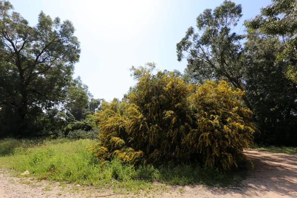 Floresce Mimosa Longo Uma Estrada Florestal Norte Israel — Fotografia de Stock
