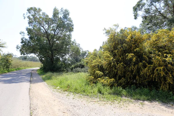 Blüht Mimosen Entlang Einer Waldstraße Nordisrael — Stockfoto