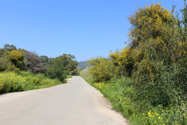 Floresce Mimosa Longo Uma Estrada Florestal Norte Israel — Fotografia de Stock