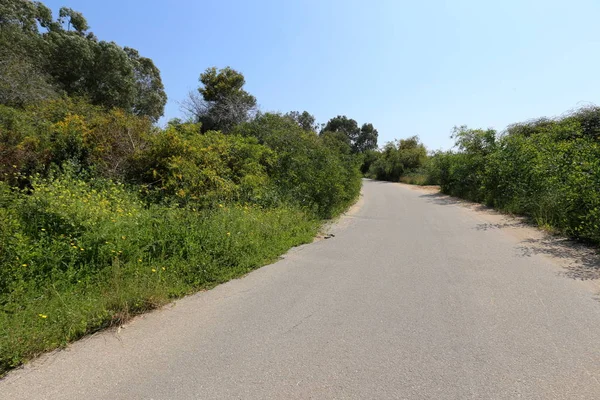在以色列北部的一条森林道路上绽放的含羞草 — 图库照片