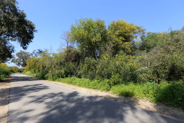 Blooms Mimosa Langs Een Bos Weg Het Noorden Van Israël — Stockfoto