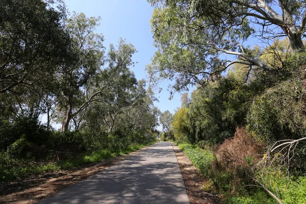 Blommar Mimosa Längs Skogsväg Norra Israel — Stockfoto
