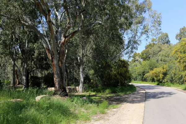 Blommar Mimosa Längs Skogsväg Norra Israel — Stockfoto