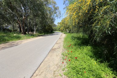 Kuzey Israil 'de bir orman yolu boyunca Mimoza Blooms 
