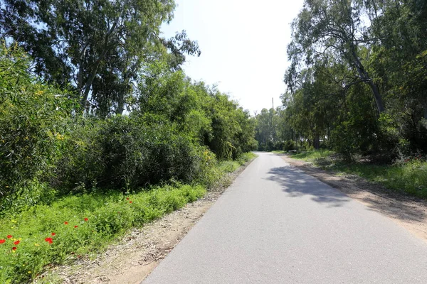 Blooms Mimosa Langs Een Bos Weg Het Noorden Van Israël — Stockfoto