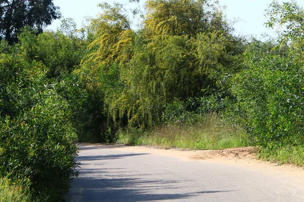 Blüht Mimosen Entlang Einer Waldstraße Nordisrael — Stockfoto