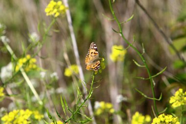 bir kelebek sarı bir çiçek üzerinde çim oturur 