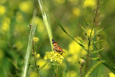 bir kelebek sarı bir çiçek üzerinde çim oturur 