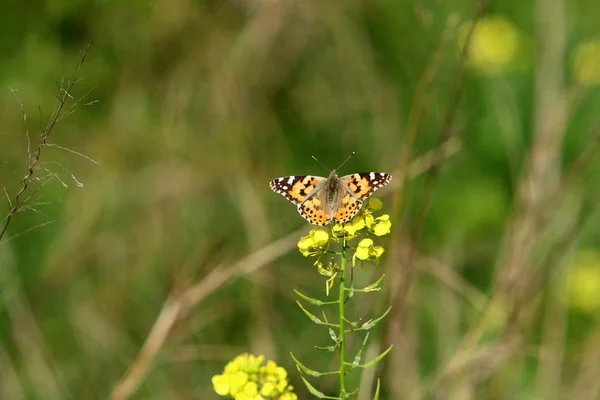 Butterfly Sits Grass Yellow Flower — Stock Photo, Image