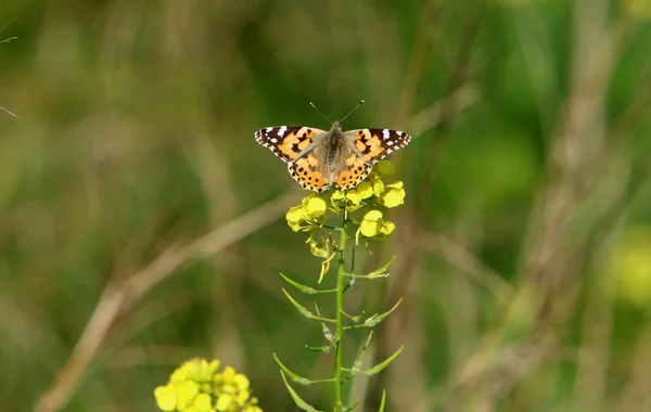 Ein Schmetterling Sitzt Auf Dem Gras Auf Einer Gelben Blume — Stockfoto
