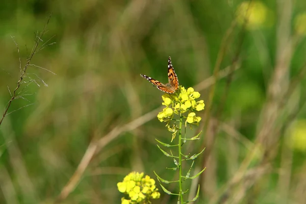 Papillon Est Assis Sur Herbe Sur Une Fleur Jaune — Photo