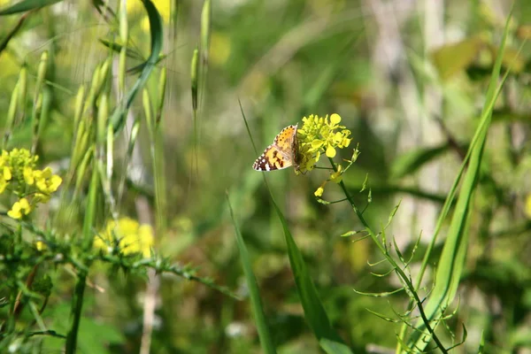 Uma Borboleta Senta Grama Uma Flor Amarela — Fotografia de Stock