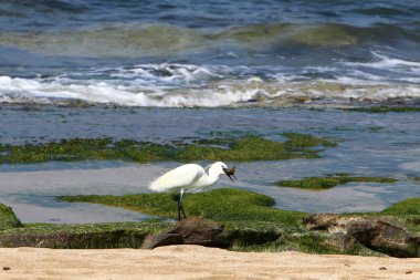 Kuzey İsrail'Akdeniz kıyısında balık Egretta yakalar 